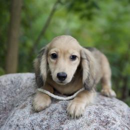 Isaac is 5000dollars - Cream male Dachshund puppy in Crystal, Michigan from Mare-bella Dachshunds