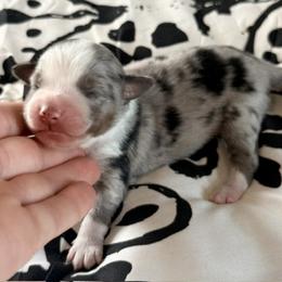 Hadley - Blue merle female Miniature Australian Shepherd puppy in Chelsea, Oklahoma from Elite Puppies of Oklahoma, LLC