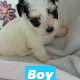 Parti Morkie Boy Puppy - White and tan male Morkie puppy in Summerville, South Carolina from Our Yorkie and Morkie Puppies of Summerville, South Carolina.