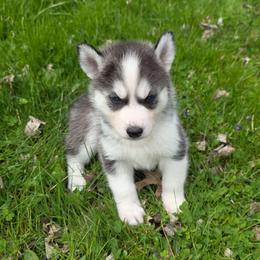 Atlas - Black and white male Siberian Husky puppy in Brunswick, Ohio from Blue Star Siberians