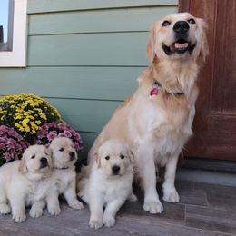 Golden Retriever Puppies from A Refined Canine