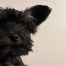 Miniature Australian Shepherds and Miniature Schnauzers from Blackbeard Schnauzers + Aussies