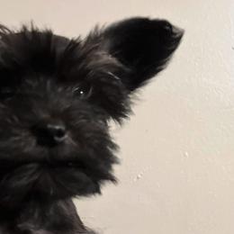 Miniature Australian Shepherds and Miniature Schnauzers from Blackbeard Schnauzers + Aussies