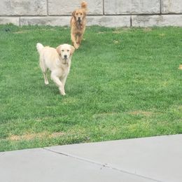 Golden Retriever All Grown Up from PC Goldens