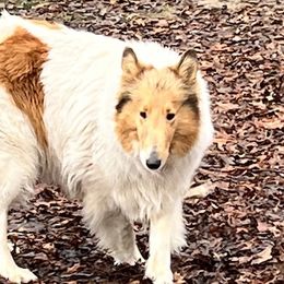 Pearl - Collie