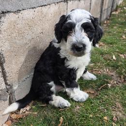 Hawkeye - Black and white male Bernedoodle puppy in Blackfoot, Idaho from Draper Mountain Doodles