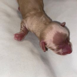 Dachshund Puppies from Hetu's Dachshunds