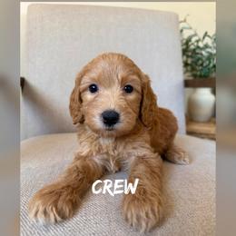 Crew - Apricot male Goldendoodle puppy in Glendale, Arizona from Follow Your Bliss Doodles