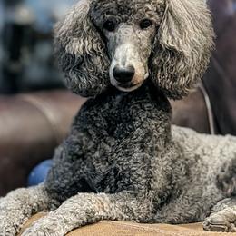 Poodles from Spirit Poodles