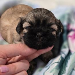 Poochy - Brindle male Mal-Shi puppy in Greenville, North Carolina from Amanda's Sugar Sweet Puppies