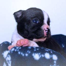 Baby Azula - Black and white female Boston Terrier puppy in Kingsport, Tennessee from Sleepwalker Bostons