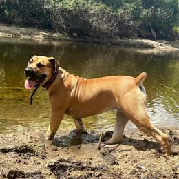 Mave Purple Collar - Fawn female Boerboel puppy in Naples, Florida from CLAD Guard Boerboels