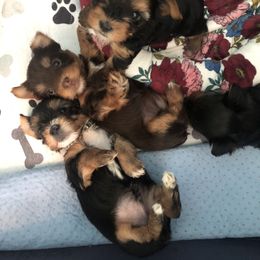 Yorkshire Terrier Puppies from Jackie Jenny’s Precious Yorkies