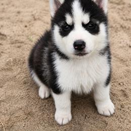 Siberian Husky Puppies from Tundra Storm Siberians