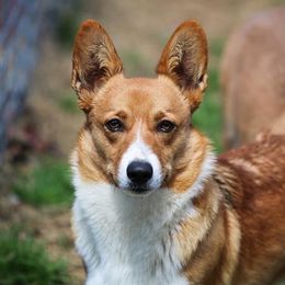 Rosie - Pembroke Welsh Corgi