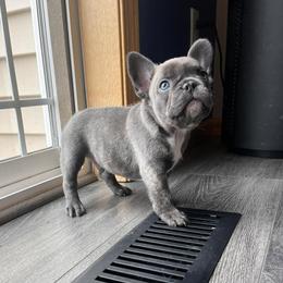 Maverick - Brindle male French Bulldog puppy in North Branch, Minnesota from Halverson Bulldogges