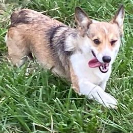 Phinney - Sable female Pembroke Welsh Corgi puppy in Jenkinsburg, Georgia from Red Elephant Farms