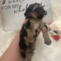 Dopey  🤍 - Black Yorkipoo puppy in Apple Valley, California from Boujeepups