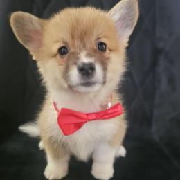 Biscuit - White and red male Pembroke Welsh Corgi puppy in Tomball, Texas from Larsen Loved Corgis