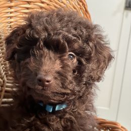 Aussiedoodle Puppies from Little Wonders Aussiedoodles