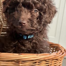 Aussiedoodle Puppies from Little Wonders Aussiedoodles