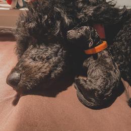 Poodle Puppies from Huckleberry Standard Poodles
