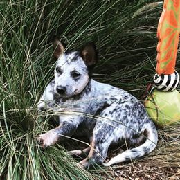 Australian Cattle Dogs from Mockingbird Australian Cattle Dogs