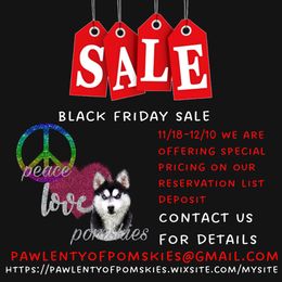 Pomsky Puppies from Paw-lenty of Pomskies