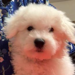 Ozzy - Blue collar - White male Bichon Frise puppy in 63101 (St. Louis Metro Area), Missouri from BichonSTL