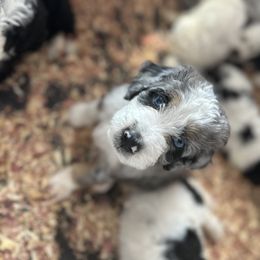 Bernedoodle Puppies from Bernedoodle Bliss