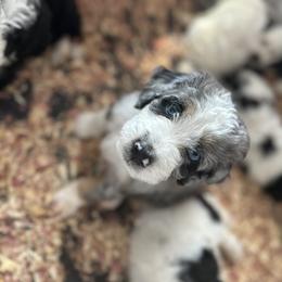 Bernedoodle Puppies from Bernedoodle Bliss