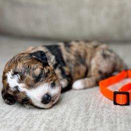 Blaze - Merle male Bernedoodle puppy in Lamar, Colorado from Jozlyn’s Pups