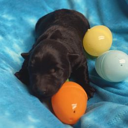 Scottish Terrier Puppies from Starlight Scotties