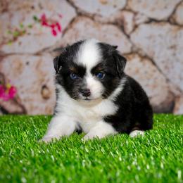 Girl 3 - Black tri female Toy Australian Shepherd puppy in Georgetown, Texas from Minikin Manor