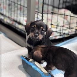Companion Cross, Dachshund, and Miniature Schnauzer Puppies from Sheri Lauritsen
