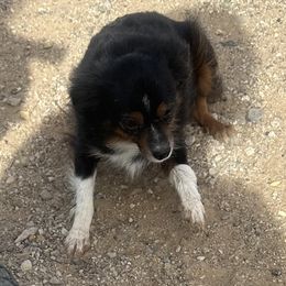 Trinket - Miniature Australian Shepherd