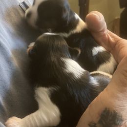 Biewer Terrier Puppies from Coastal Maine Biewer Terriers