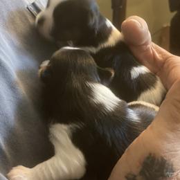Biewer Terrier Puppies from Coastal Maine Biewer Terriers