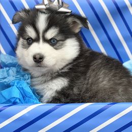 Dasher - Black and white Pomsky puppy in Henderson, Kentucky from Paris Pomskies