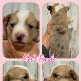 Merle female - Red merle and white female American Corgi puppy in Fort Worth, Texas from King of Hearts Corgis