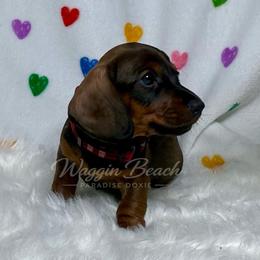 Jim - Red male Dachshund puppy in Sulphur Springs, Texas from Waggin Beach Paradise Doxies