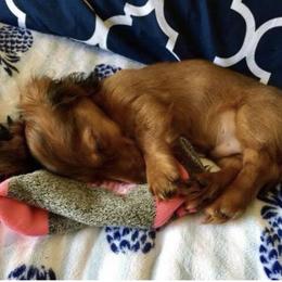 Red Male - Red male Dachshund puppy in Early, Texas from The Jewelry Dox