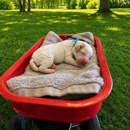 Summit - Parti male Goldendoodle puppy in Boise, Idaho from Goldendoodle Baby
