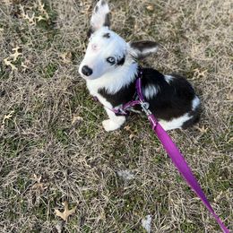 American Corgi, Pembroke Welsh Corgi, and Toy Australian Shepherd Puppies from King of Hearts Corgis