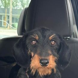 Apollo - Dachshund