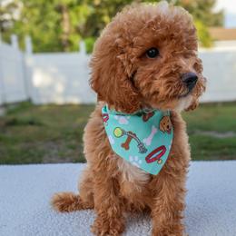 Ollie - Red  male Goldendoodle puppy in Apopka, Florida from Rae Precious Puppies