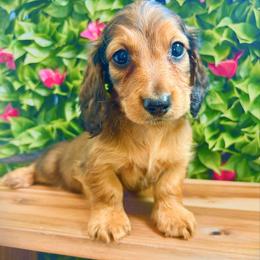 Willy - Red male Dachshund puppy in Sylvania, Alabama from Yancey’s Doxies