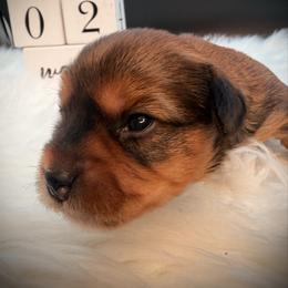 Chocolate girl - Chocolate and tan female Yorkshire Terrier puppy in Machesney Park, Illinois from Three Yorkie Family