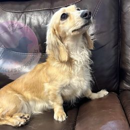 Lola - Dachshund
