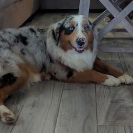 Ryder - Australian Shepherd